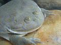 Lepidobatrachus laevis  05